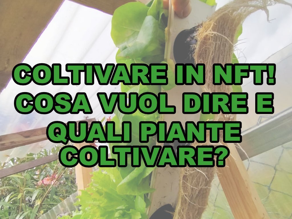 Come coltivare le piante tramite la coltivazione NFT