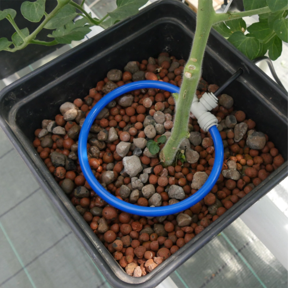 Sistema Idroponico Dutch Bucket 8 Vasi - immagine 4